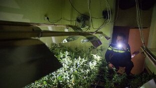 Aantal opgerolde hennepkwekerijen stijgt in 2019