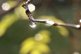 Wisselvallig weer in laatste winterweek
