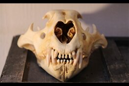 Helmonders veroordeeld voor illegale handel in tijger- en leeuwenschedels