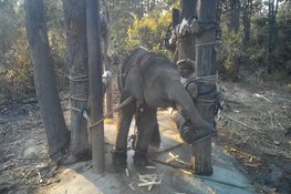 World Animal Protection toont nieuwe beelden van wrede olifantentraining
