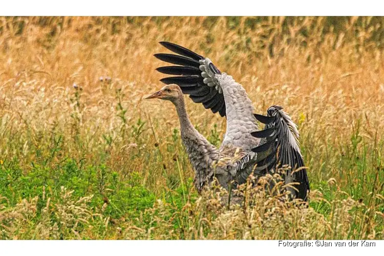 Broedsucces kraanvogel in Deurnsche Peel