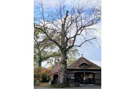 Op zoek naar bomen met een bijzonder verhaal