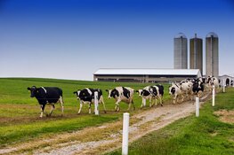 Statement provincie Noord-Brabant over uitspraak rechtbank vergunningen veehouders