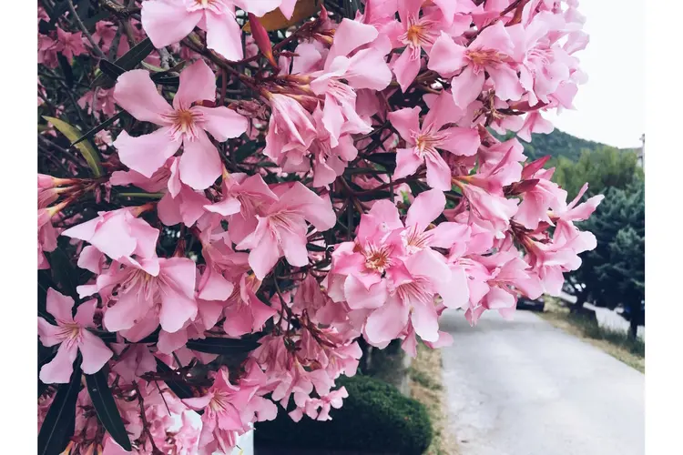 Zo verzorg jij een oleander als een echte expert met tips van de OlijfboomSpecialist