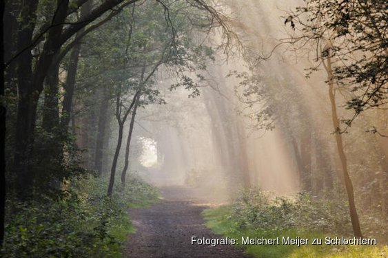 2,9 Miljoen euro voor herstel bossen Groote Slink-Bunthorst en Pannenhoef